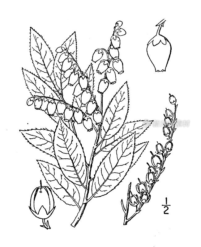古植物学植物插图:Pieris floribunda, Mountain Fetter bush